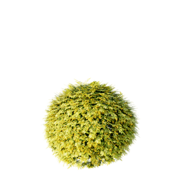 Thuja occidentalis cv Golden Globe B spring summer