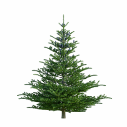 Abies koreana A spring summer