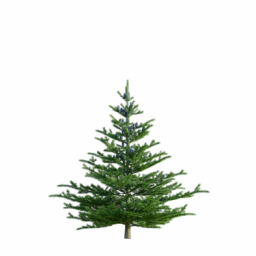 Abies koreana B spring summer