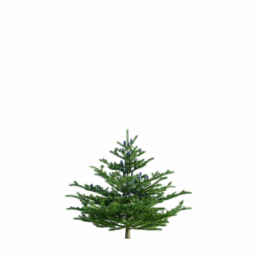 Abies koreana C spring summer