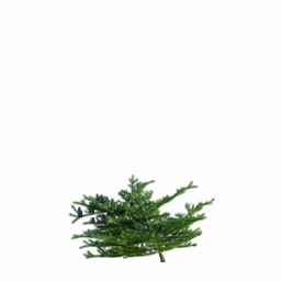 Abies koreana D spring summer