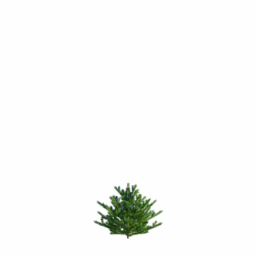 Abies koreana E spring summer