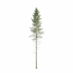 Picea abies A spring summer