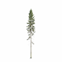 Picea abies B spring summer