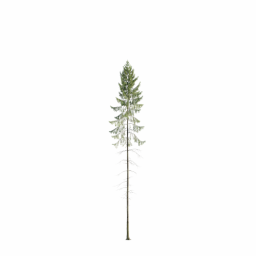 Picea abies C spring summer