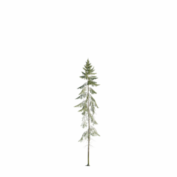 Picea abies D spring summer