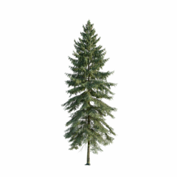Picea abies E spring summer