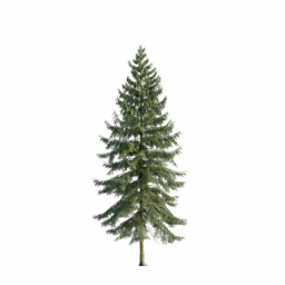 Picea abies F spring summer