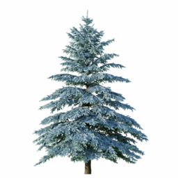 Picea engelmannii A winter