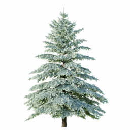 Picea engelmannii B winter