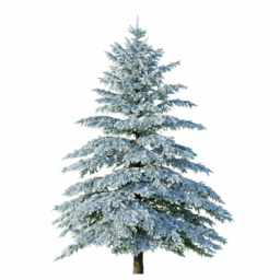 Picea engelmannii C winter