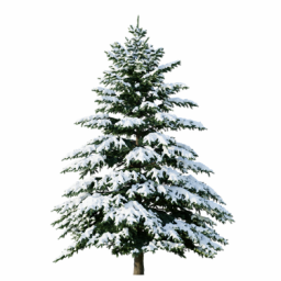 Picea engelmannii D winter