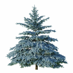Picea engelmannii E winter