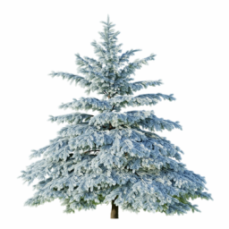 Picea engelmannii F winter