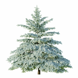 Picea engelmannii G winter