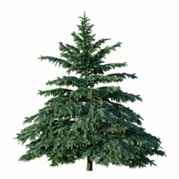 Picea engelmannii H winter