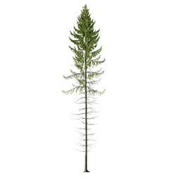 Picea mariana B spring summer