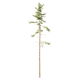 Pinus jeffreyi I spring summer autumn