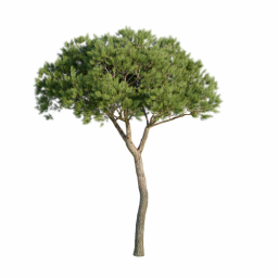Pinus pinea B spring summer