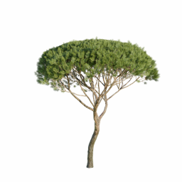 Pinus pinea C spring summer