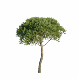Pinus pinea D spring summer