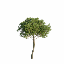Pinus pinea E spring summer