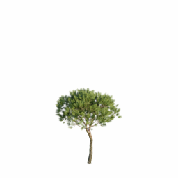 Pinus pinea F spring summer