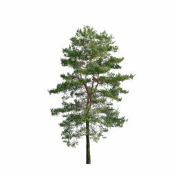 Pinus sylvestris R spring summer