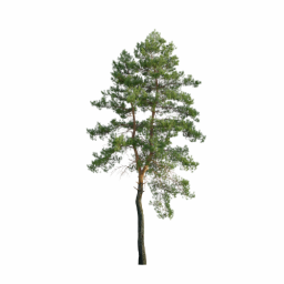 Pinus sylvestris S spring summer