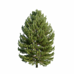 Pinus sylvestris U spring summer