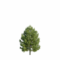 Pinus sylvestris W spring summer