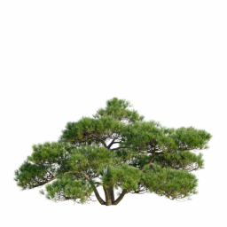 Pinus thunbergii A spring summer