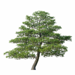 Pinus thunbergii B spring summer