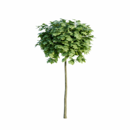 Acer platanoides C spring summer