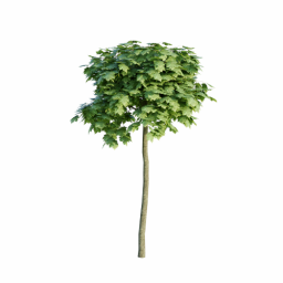 Acer platanoides D spring summer