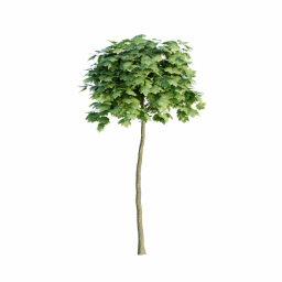 Acer platanoides E spring summer