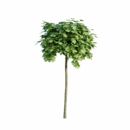 Acer platanoides F spring summer