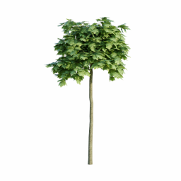 Acer platanoides G spring summer