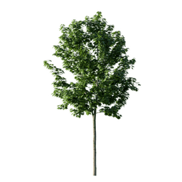 Acer saccharum U spring summer