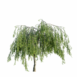 Betula pendula youngii A spring summer
