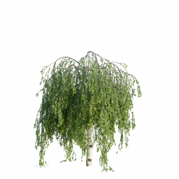 Betula pendula youngii B spring summer
