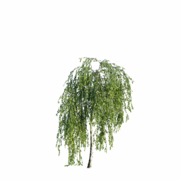 Betula pendula youngii C spring summer
