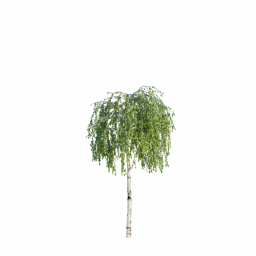 Betula pendula youngii D spring summer