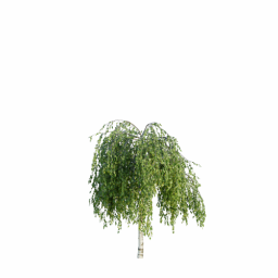 Betula pendula youngii E spring summer