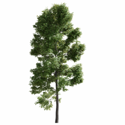 Fraxinus excelsior A summer