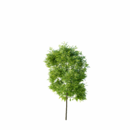 Fraxinus excelsior excelsior A spring summer