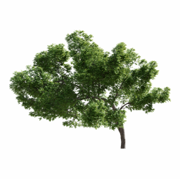 Fraxinus excelsior excelsior A summer