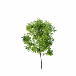 Fraxinus excelsior excelsior B spring summer