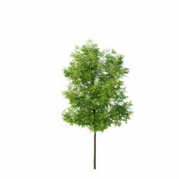 Fraxinus excelsior excelsior C spring summer