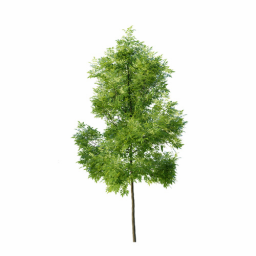 Fraxinus excelsior excelsior D spring summer